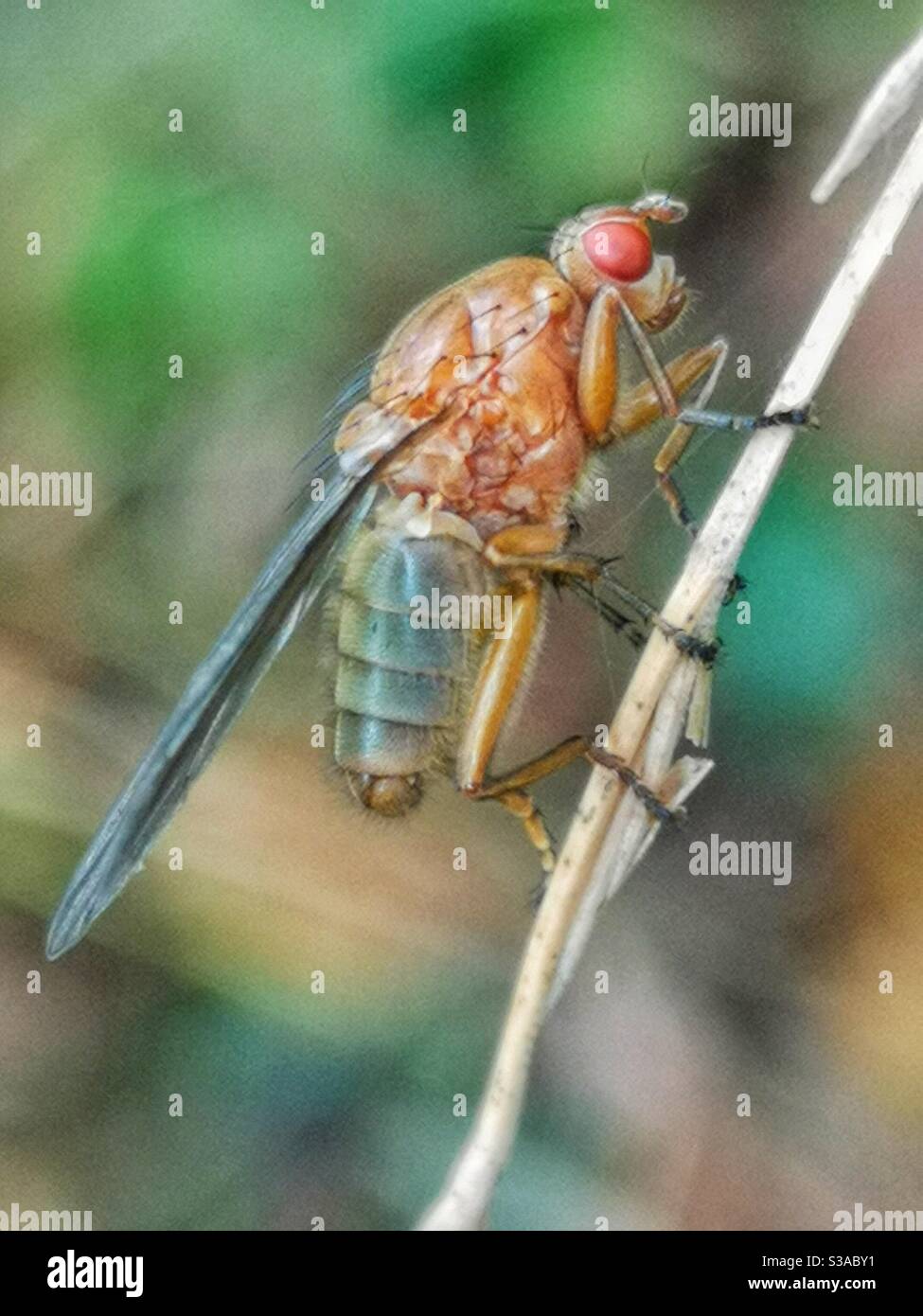 Macro shot of brown fly with red eyes - Smartphone Captured Stock Image
