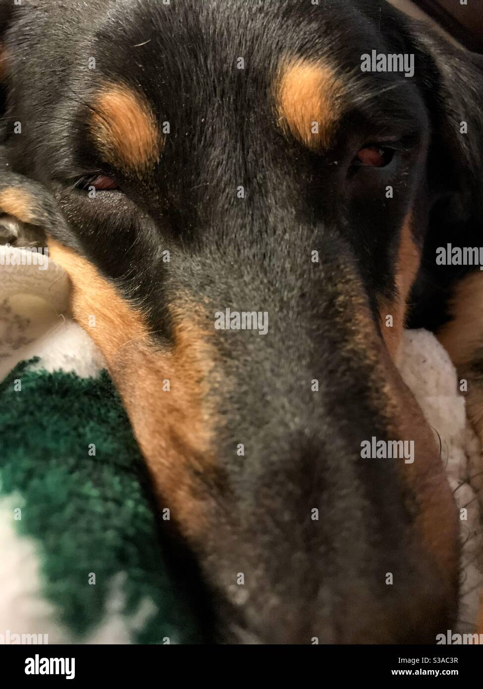 Sleeping Black and Tan hound dog. Stock Photo