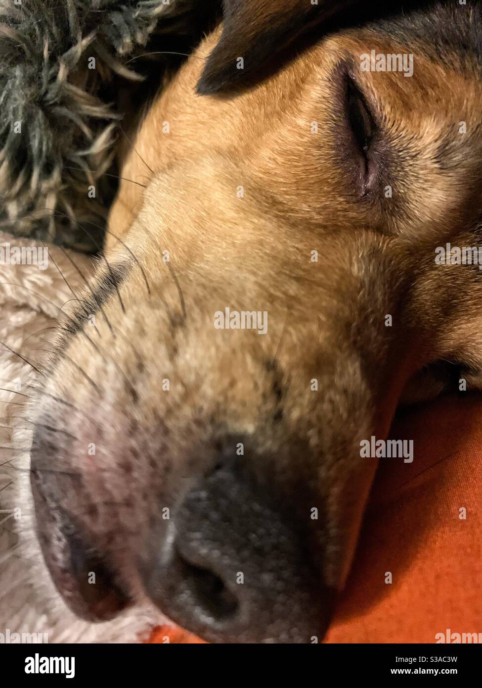 Closeup of the face of a sleeping brown dog. Stock Photo