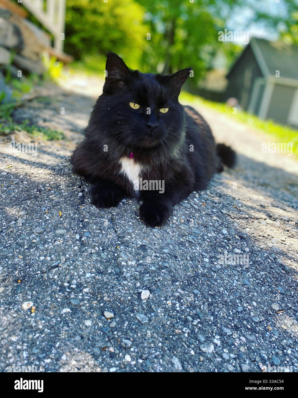 Tuxedo cat outside Stock Photo Alamy
