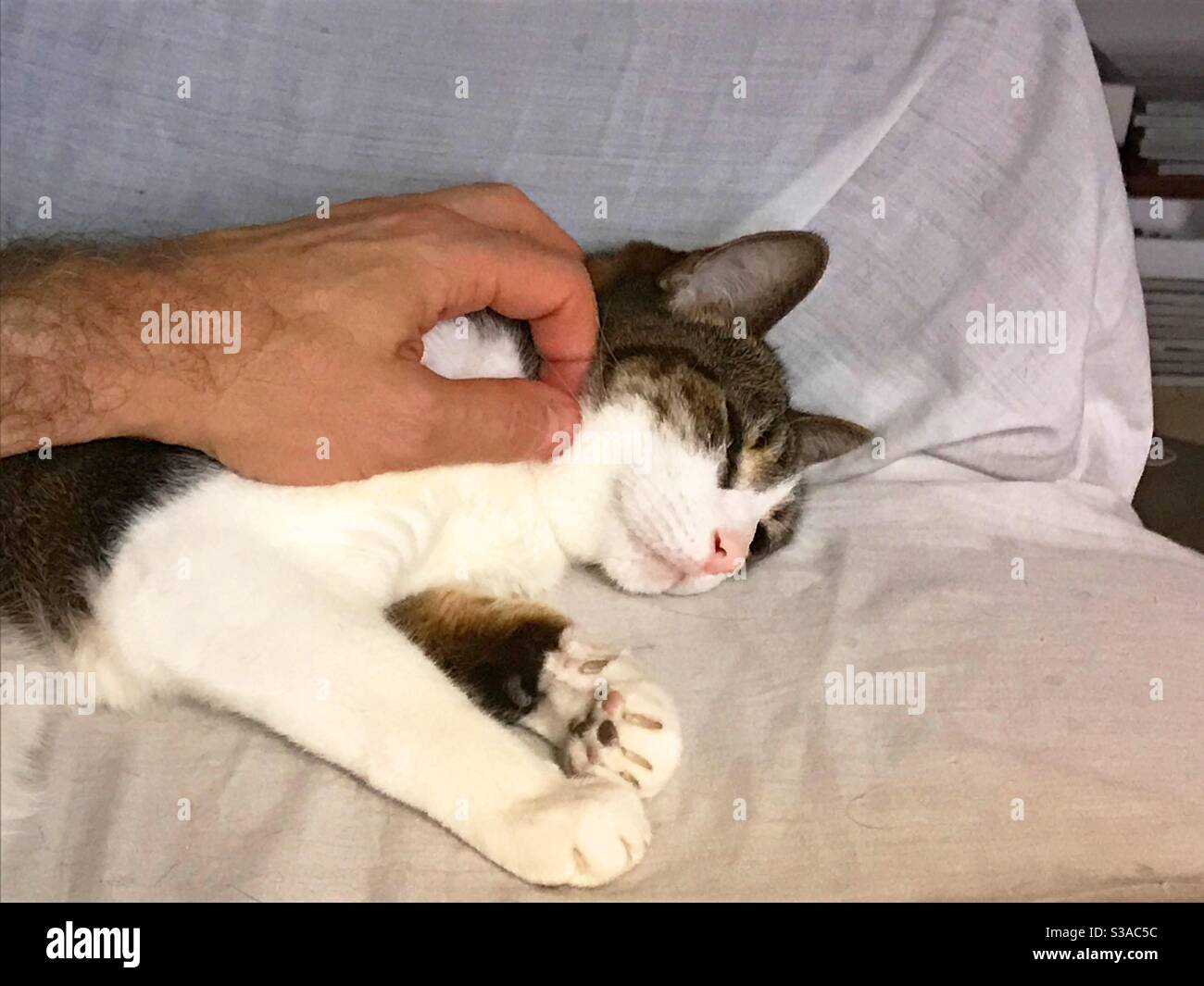 Stroking a tabby and white cat - Smartphone Captured Stock Image