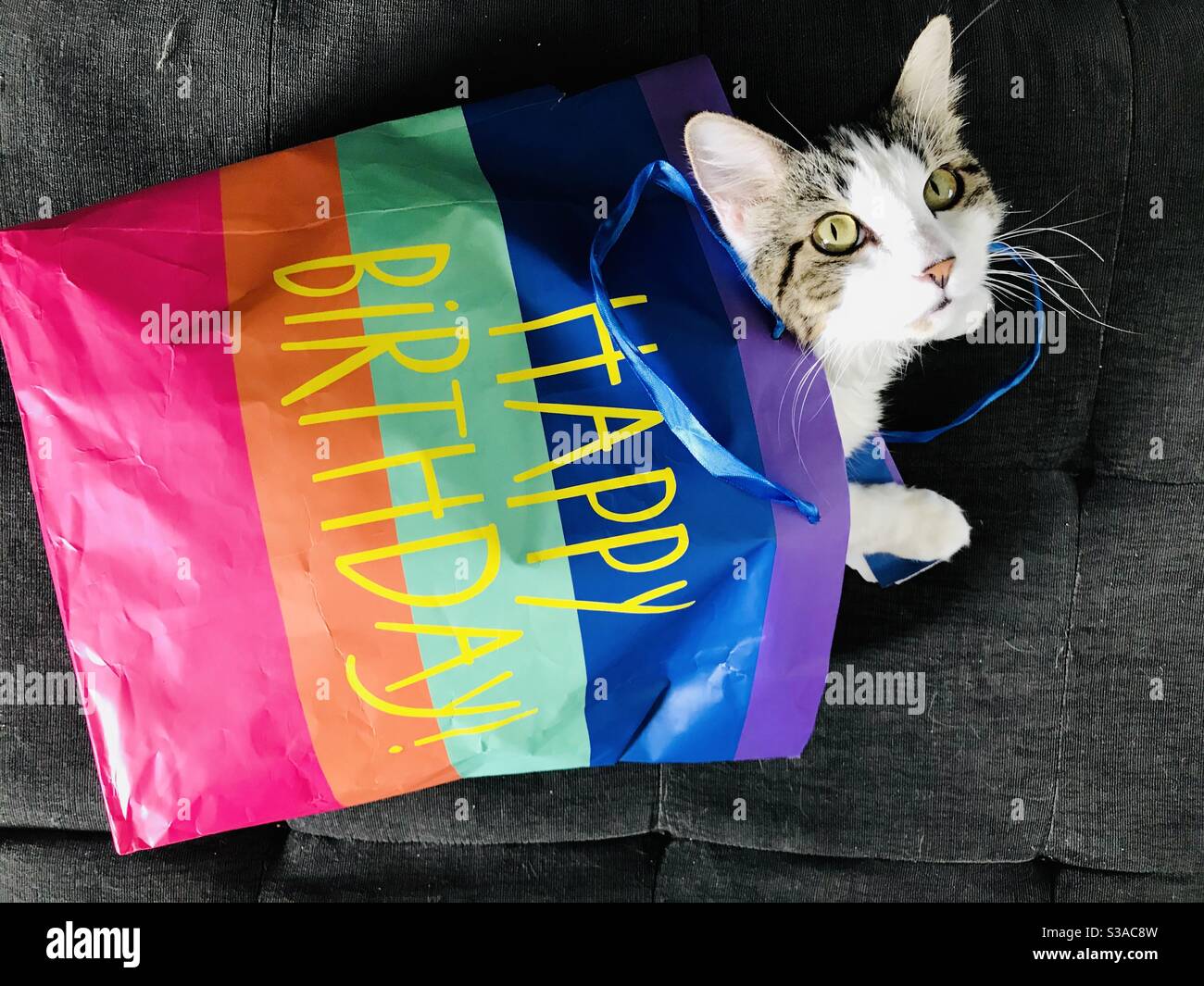 A cat peeks out of a colorful Happy Birthday bag and looks at the camera. Stock Photo