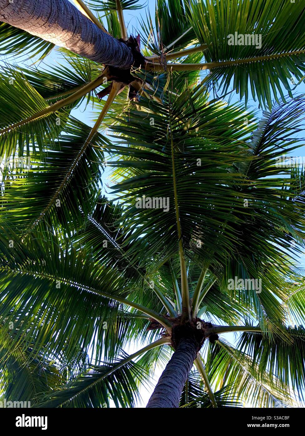 Looking up into a group of palm trees and into a blue sky in Key Largo, Florida, USA. Stock Photo