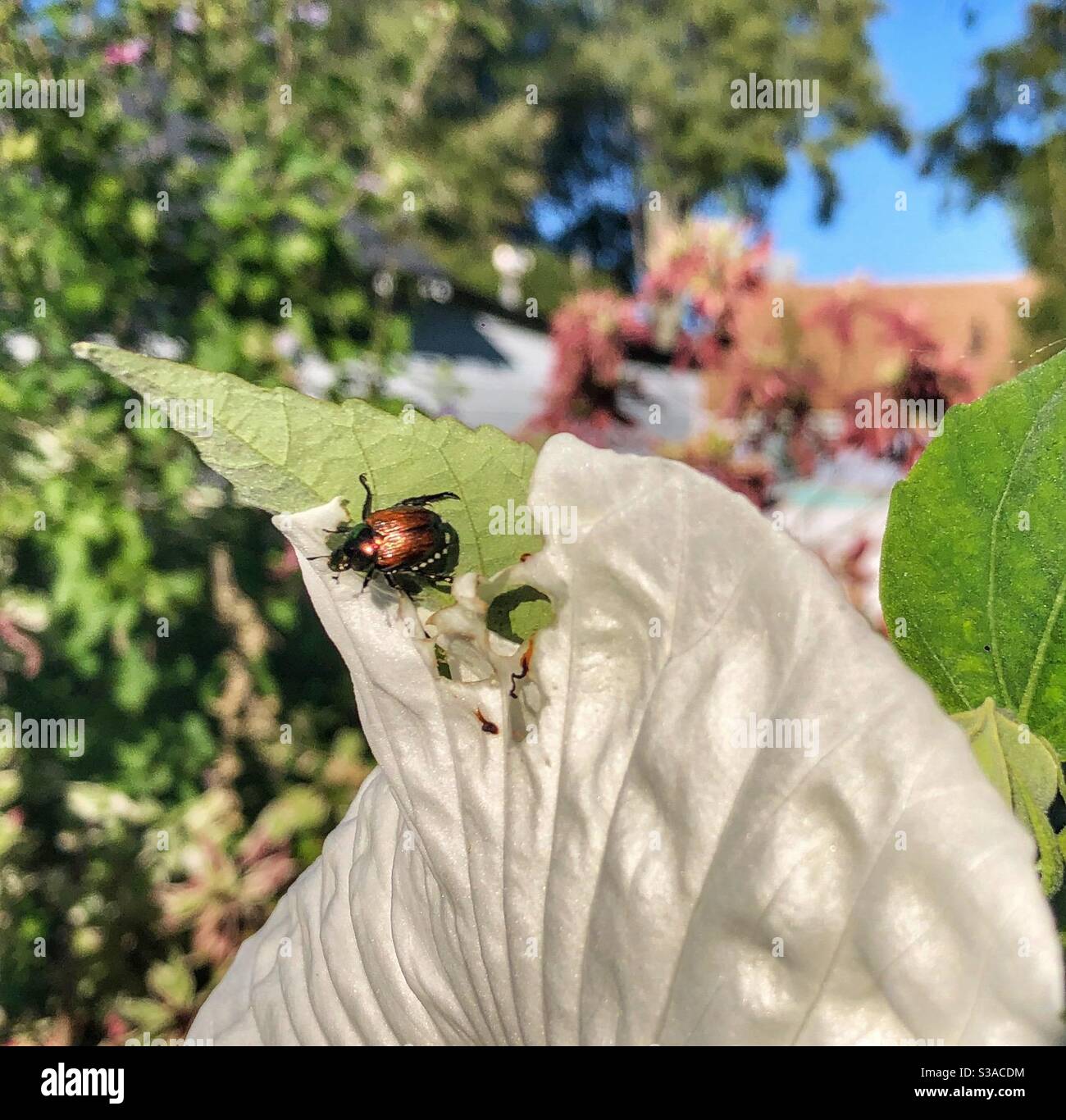 A small brown bug sitting on a white flower petal. - Smartphone Captured Stock Image