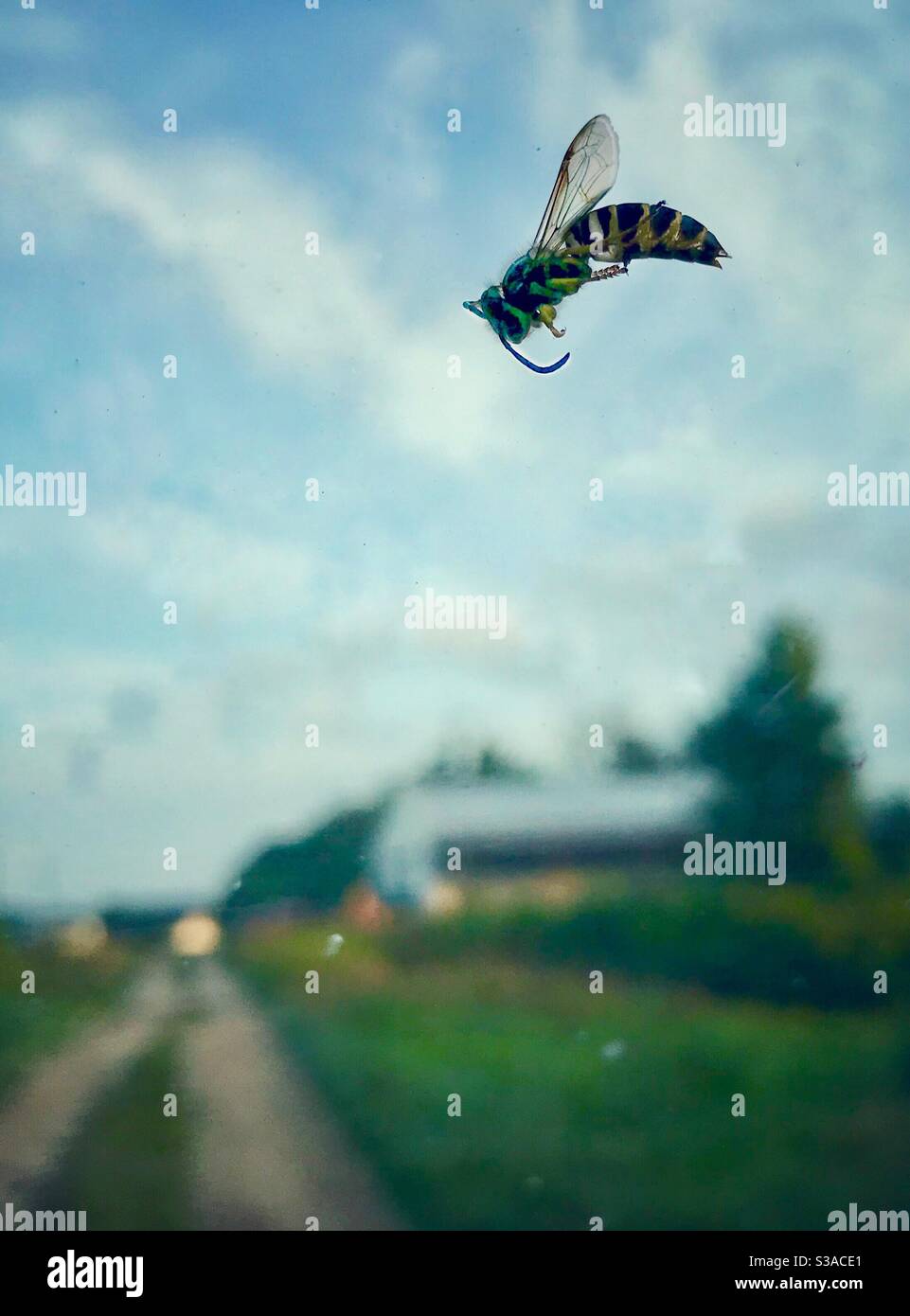 Yellow jacket on the windshield, looking down a driveway - Smartphone Captured Stock Image