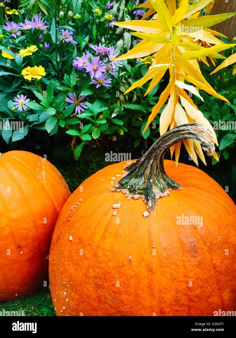 Autumn Display of pumpkins and seasonal flowers, United States - Smartphone Captured Stock Image