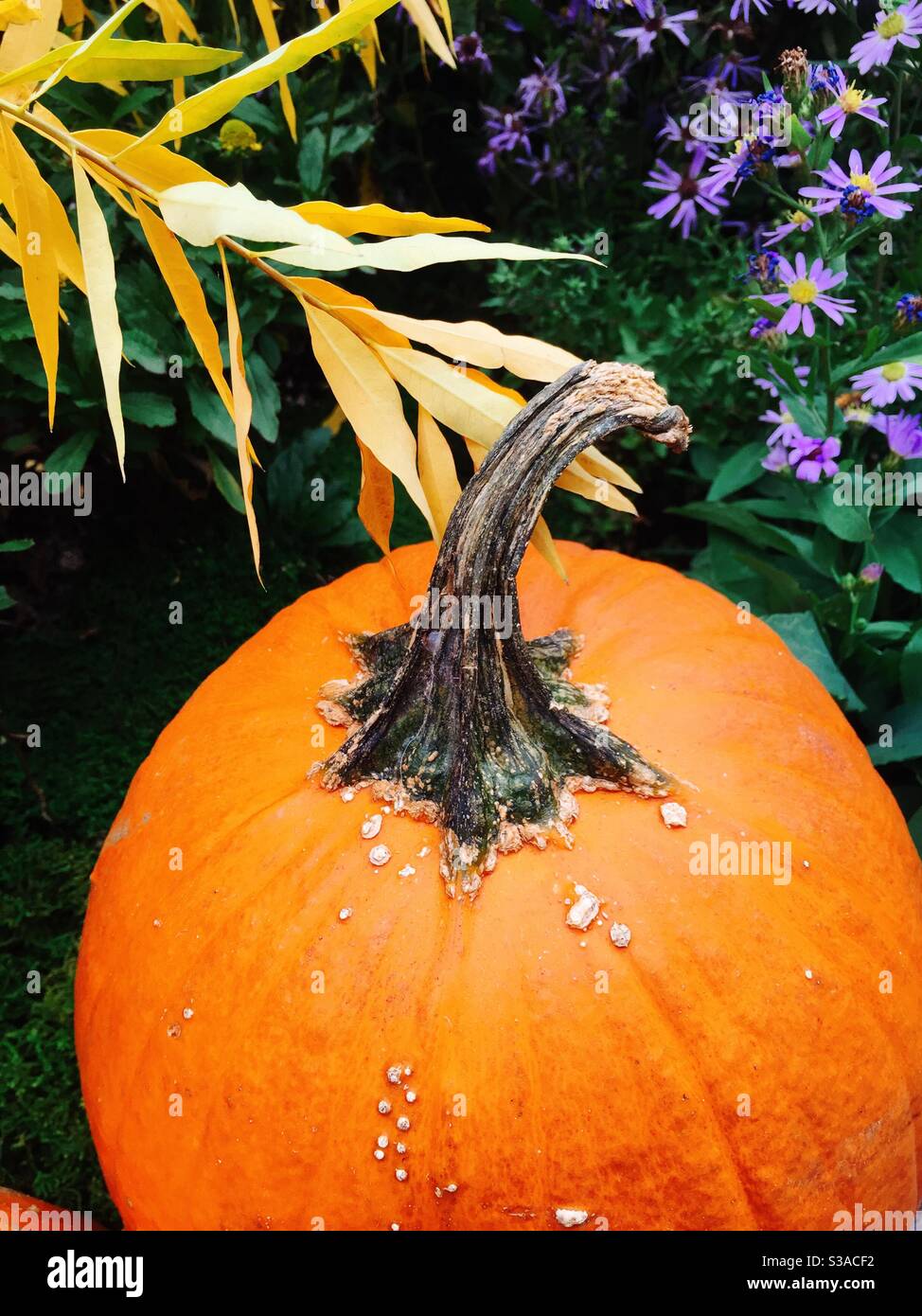 Pumpkin and flowers in a seasonal autumn display, United States - Smartphone Captured Stock Image