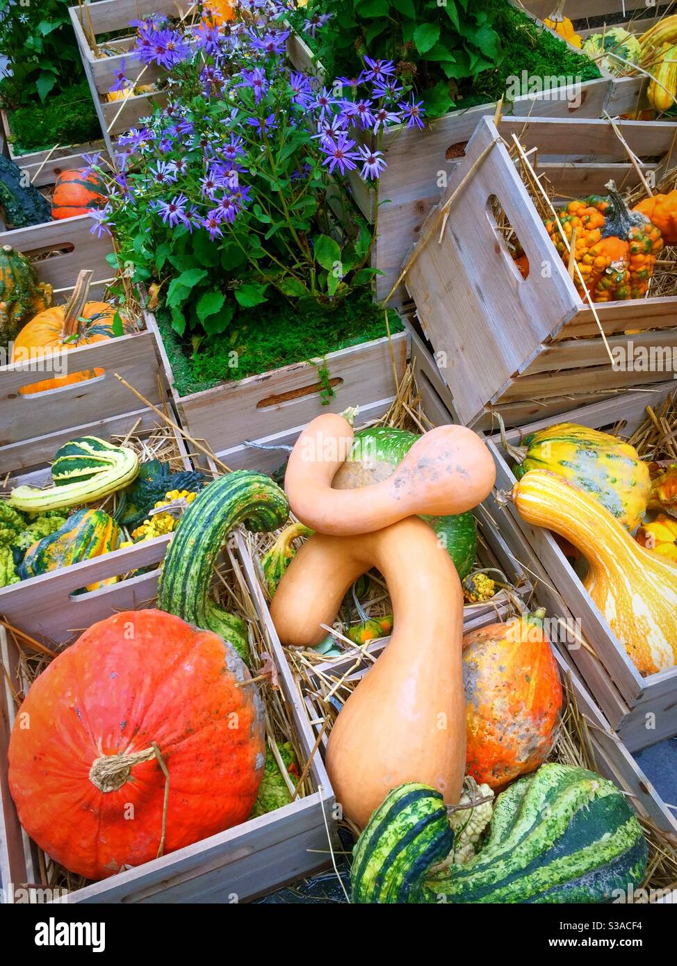 Autumn Display of pumpkins and gourds in decorative wooden boxes stacked to celebrate the fall season, United States - Smartphone Captured Stock Image