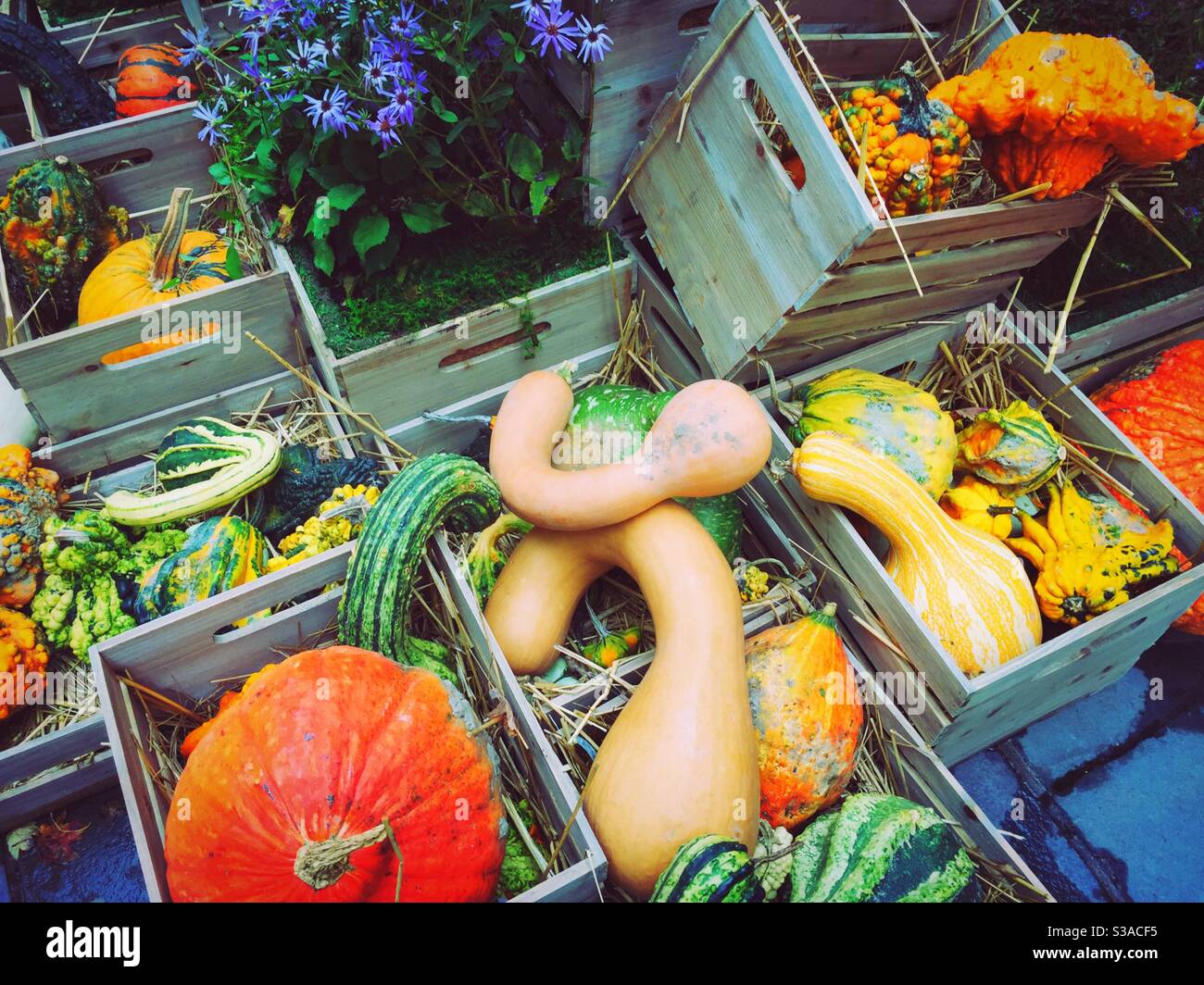 Autumn Display of pumpkins and gourds and decorative wooden crate boxes, United States - Smartphone Captured Stock Image