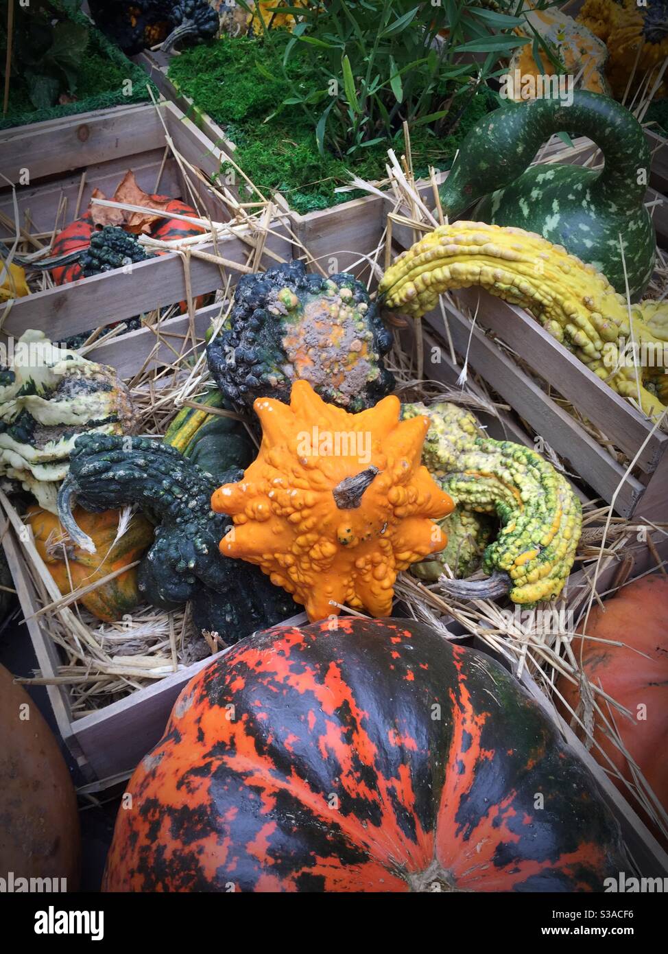 Autumn Display of vibrant colored gourds, United States - Smartphone Captured Stock Image