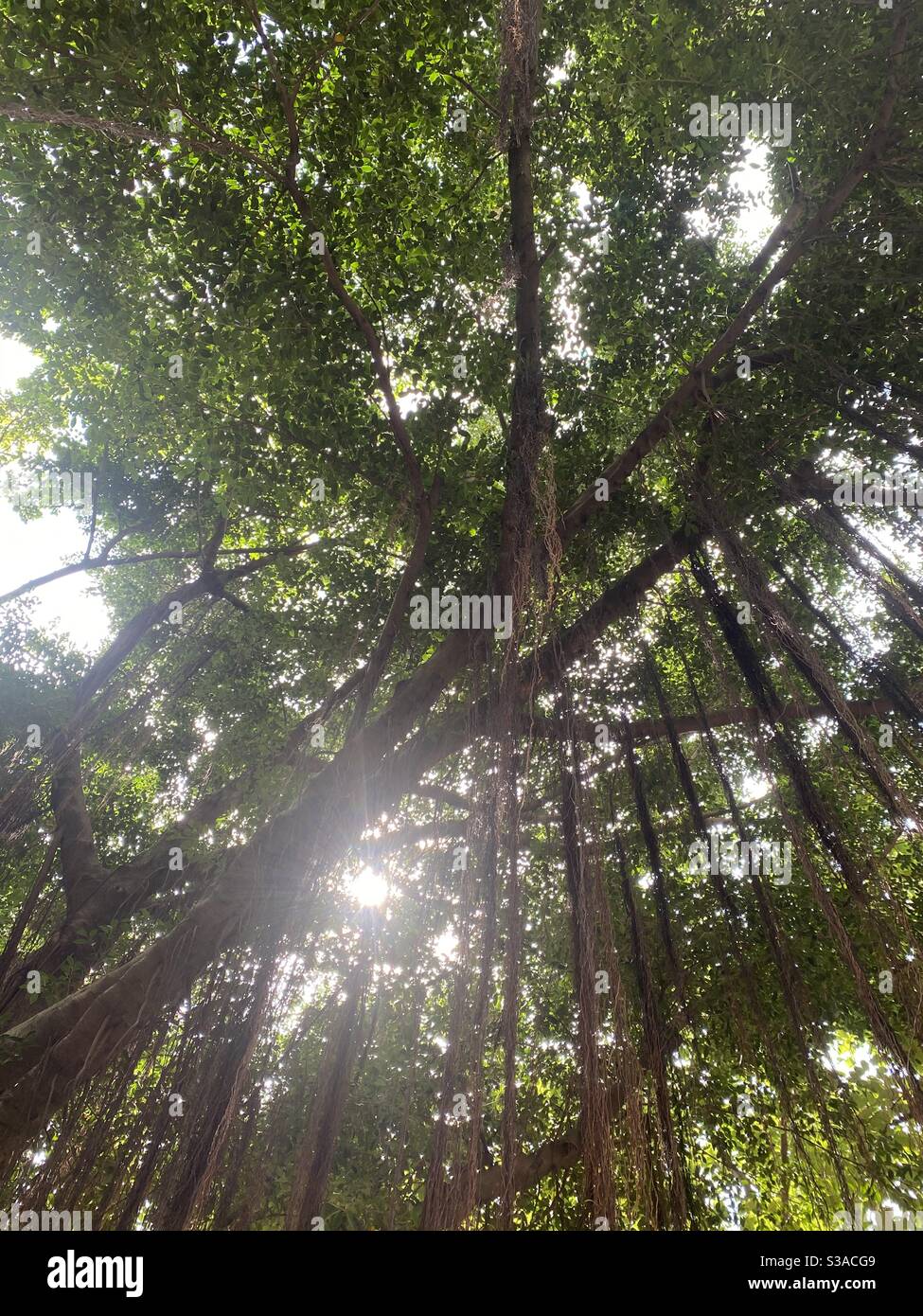 Big trees in an urban garden Stock Photo