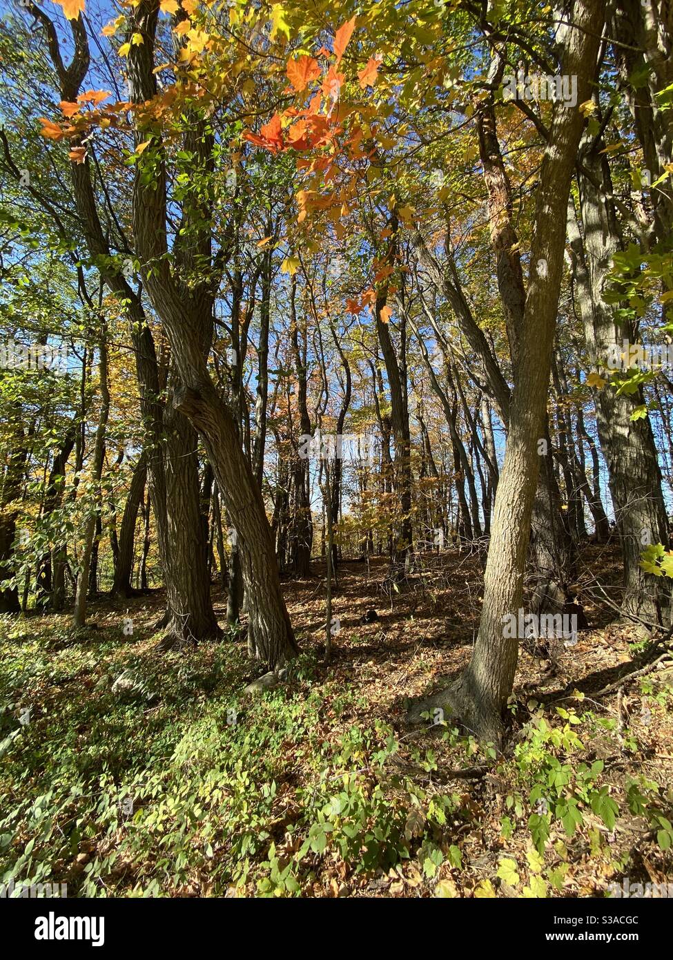 Fall colors in a grove of locust trees, Vermont Stock Photo Alamy