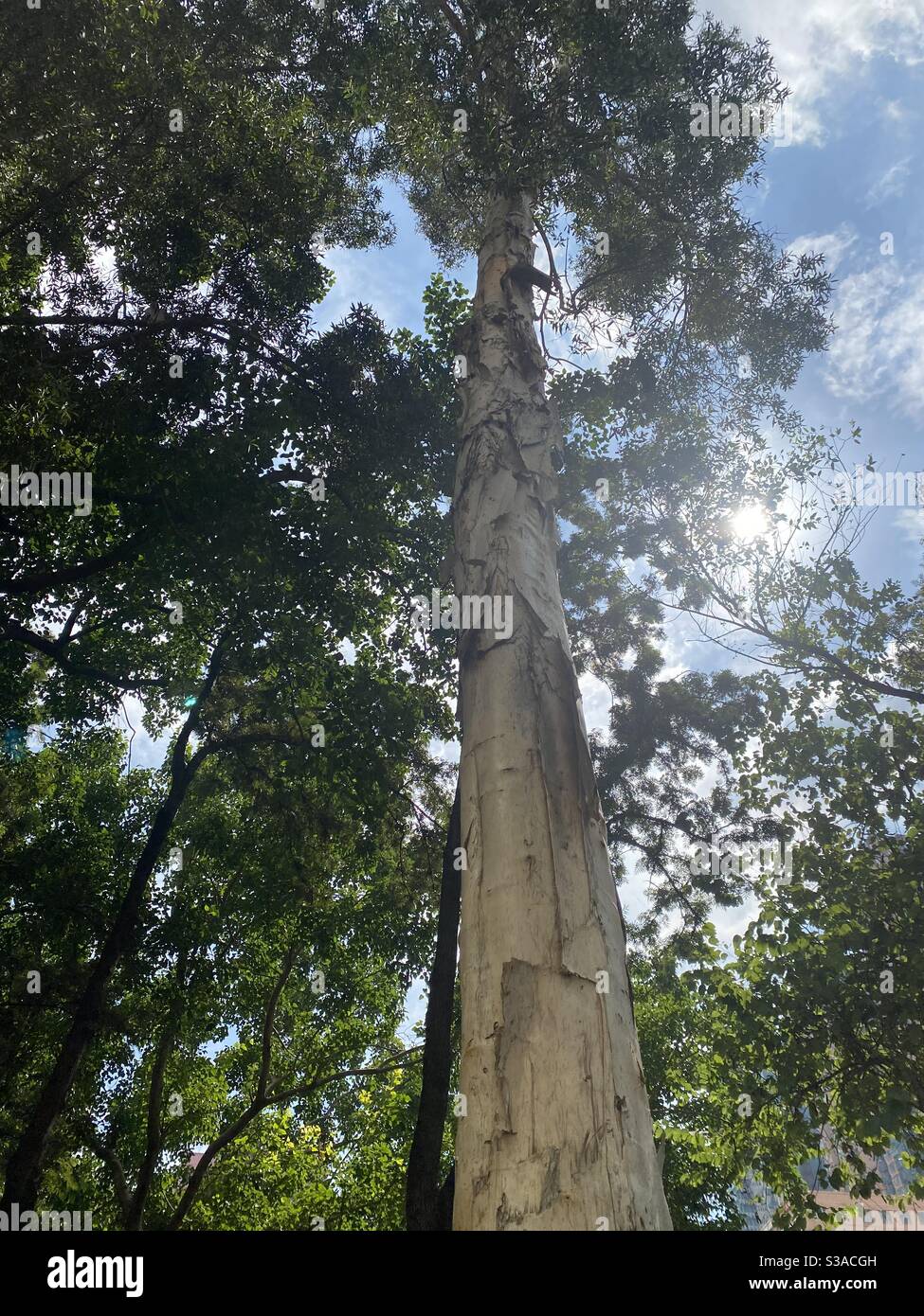 Tall, big and healthy trees Stock Photo