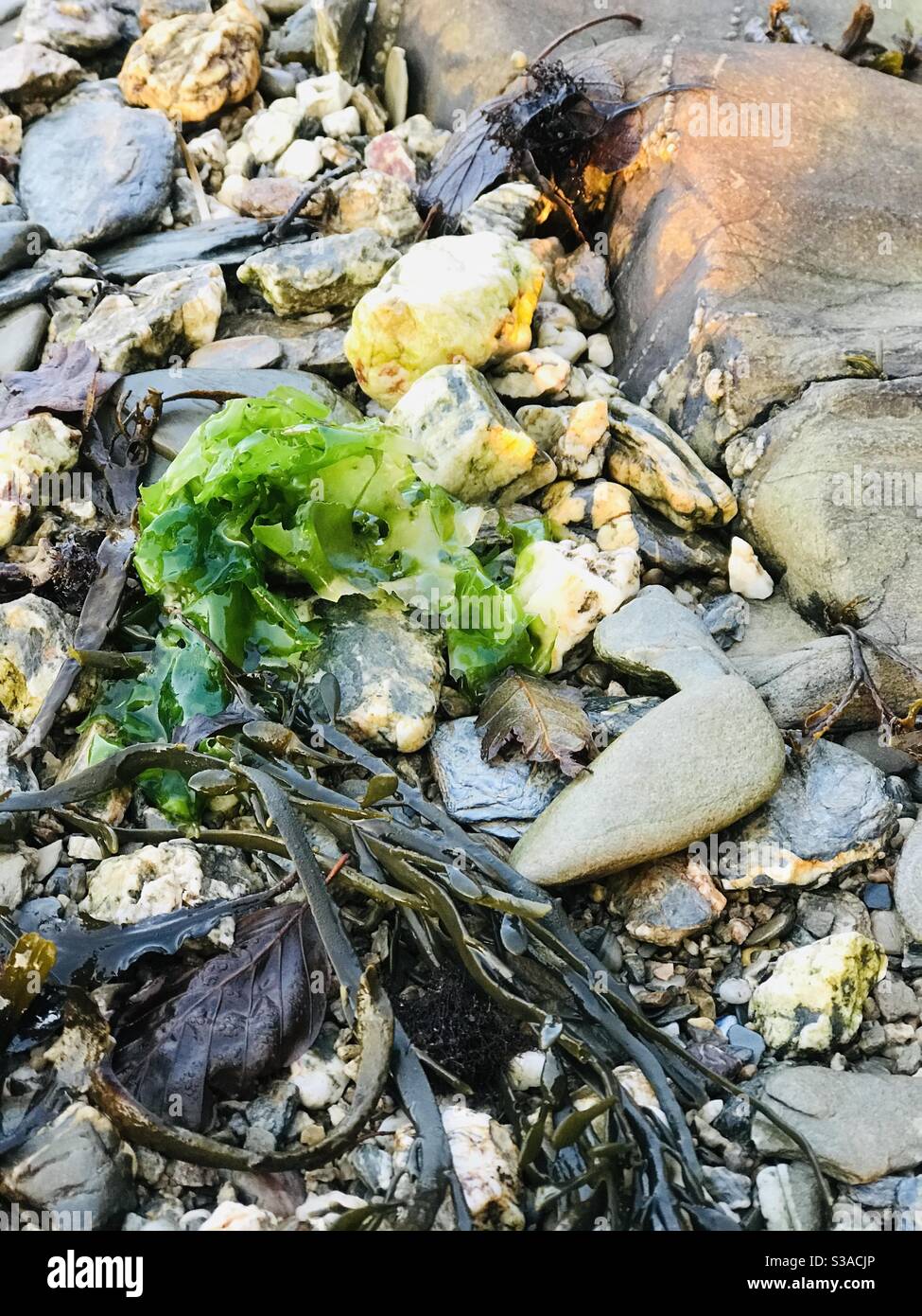 green seaweed in Loe Beach sunrise - Smartphone Captured Stock Image