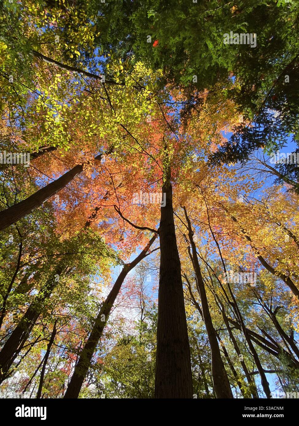 New england fall colors trees hi-res stock photography and images - Alamy