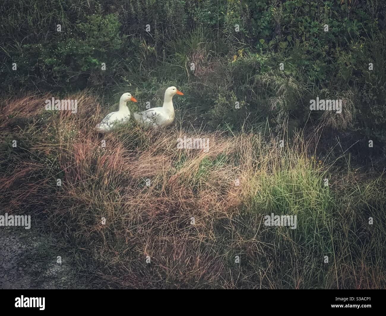 A pair of white ducks wander through a field - Smartphone Captured Stock Image