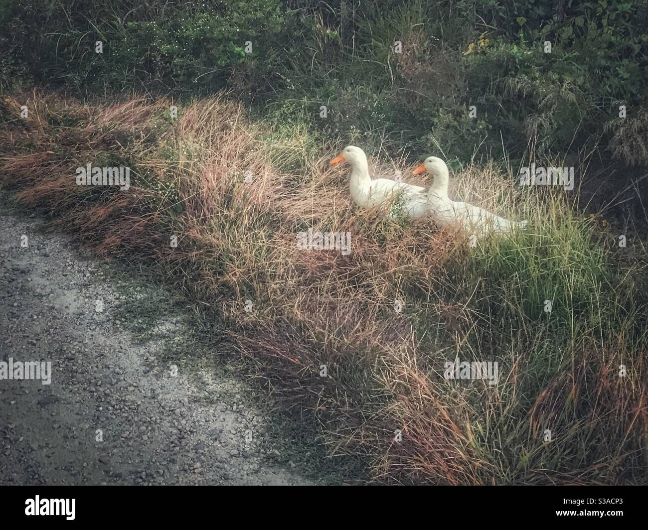 Two white ducks about to cross the road - Smartphone Captured Stock Image