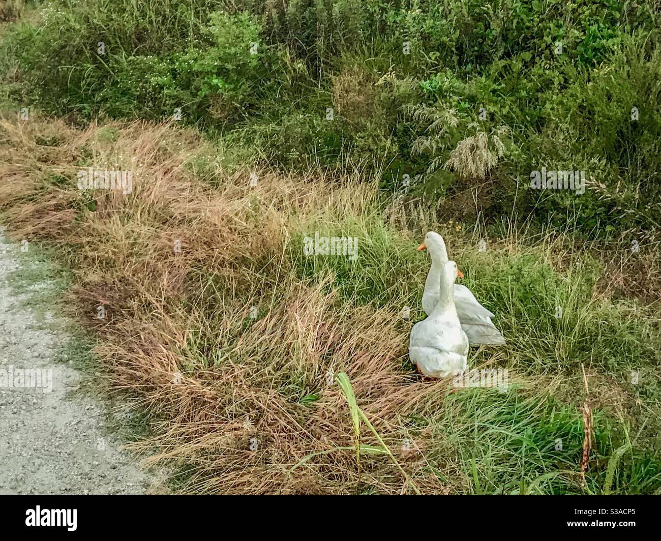 Crisp fall photo of a pair of white ducks in a field - Smartphone Captured Stock Image