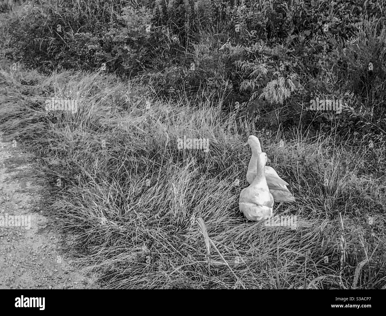 Black and white photo of a pair of ducks in a field - Smartphone Captured Stock Image
