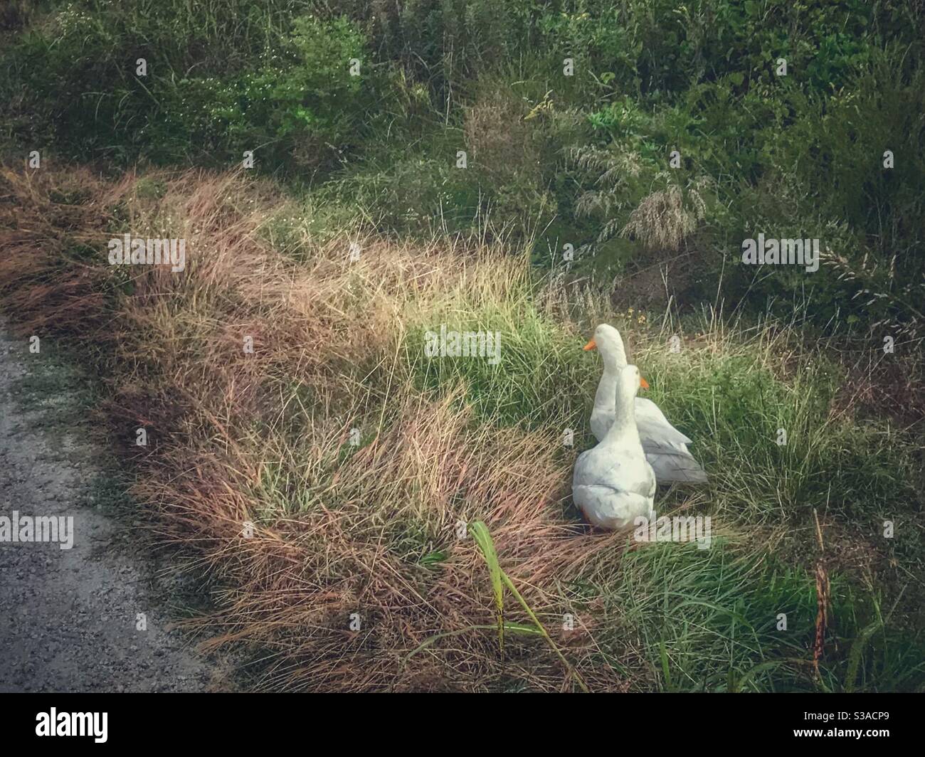 Soft fall photo of 2 white ducks in a field - Smartphone Captured Stock Image