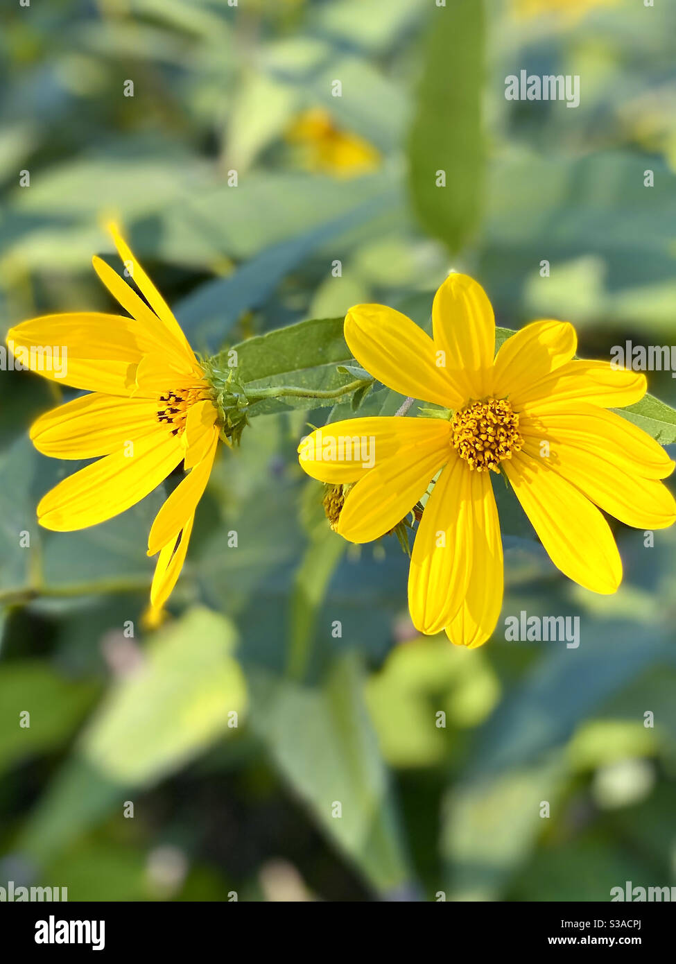 Yellow Wild flower in grasslands - Smartphone Captured Stock Image