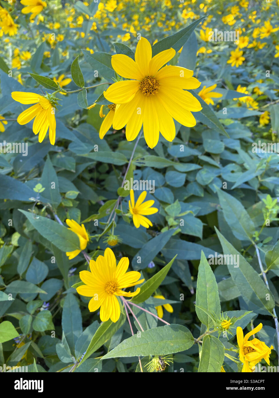Wild yellow flowers in Rollins Savanna Forest Preserve in Grayslake, Illinois - Smartphone Captured Stock Image