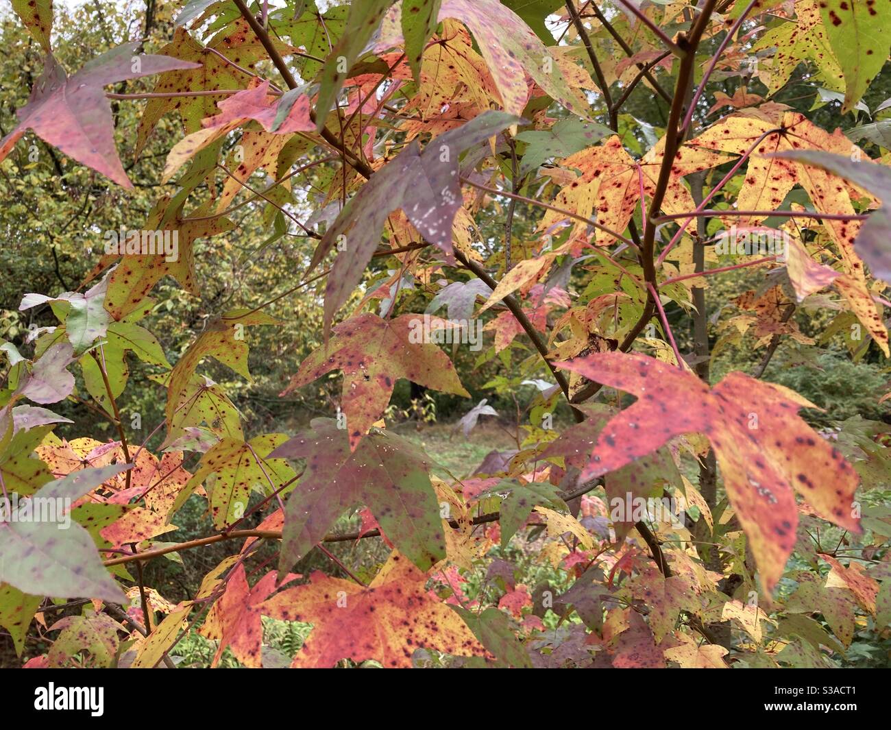 Fall Foliage at Village Park. Stock Photo