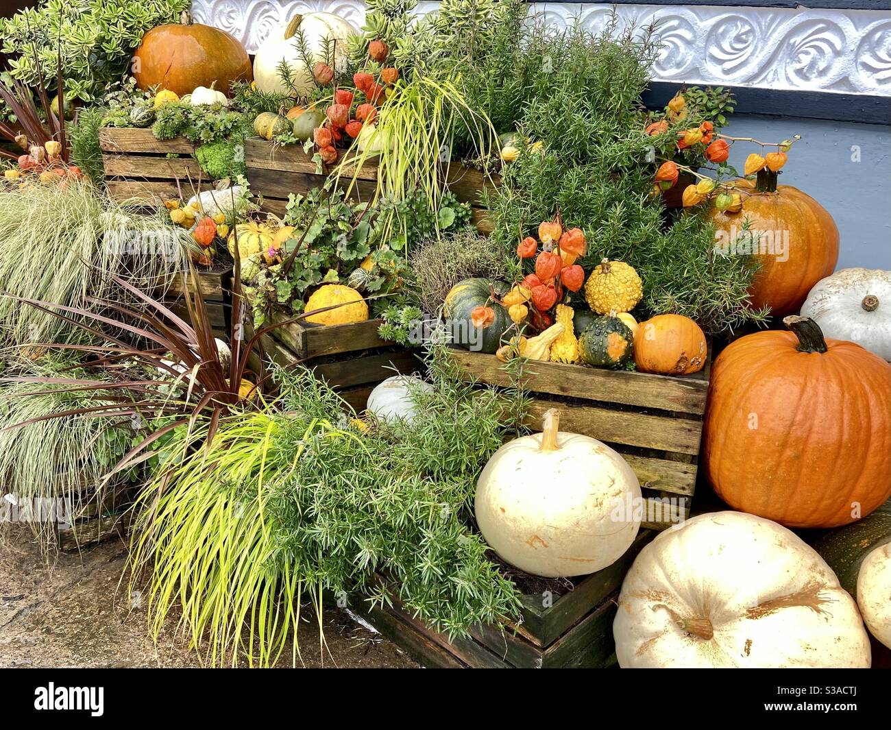 Autumnal pumpkins Stock Photo