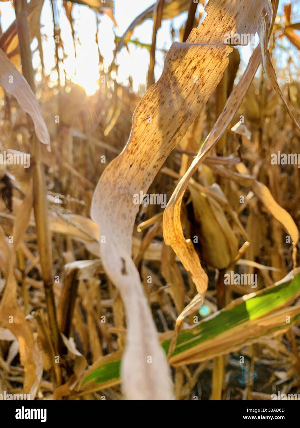 Dried cornstalks in sun flare - Smartphone Captured Stock Image