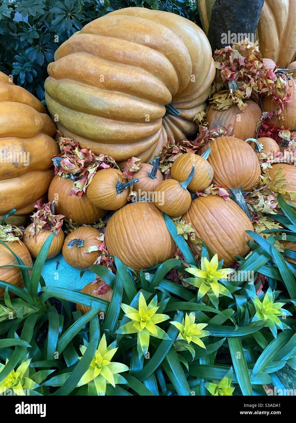 Variety of different size pumpkins and bromeliad in a garden - Smartphone Captured Stock Image