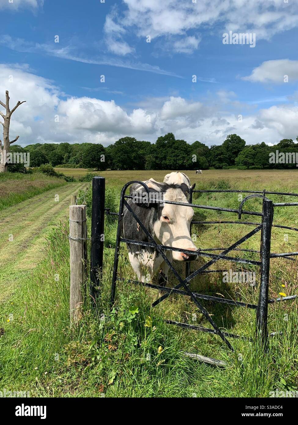 A cow in a field on a pleasant autumn day - Smartphone Captured Stock Image