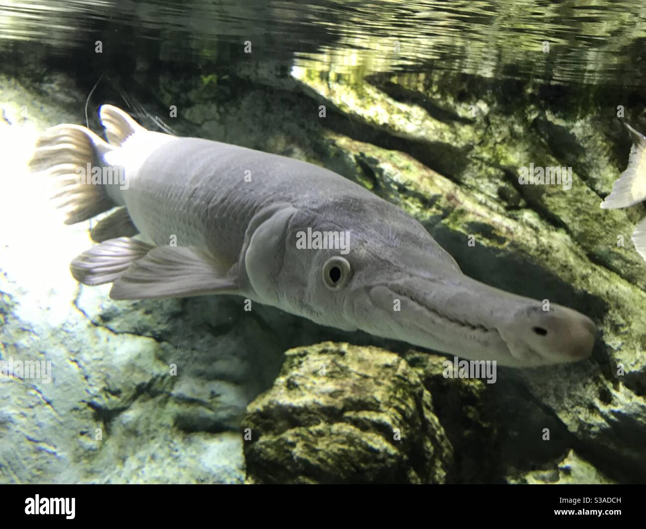 Long nosed fish underwater Stock Photo