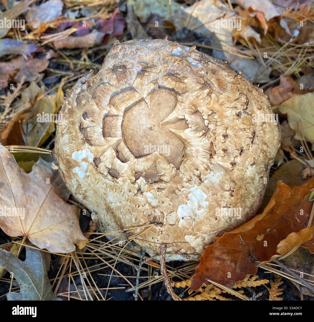 Forest mushroom head Stock Photo