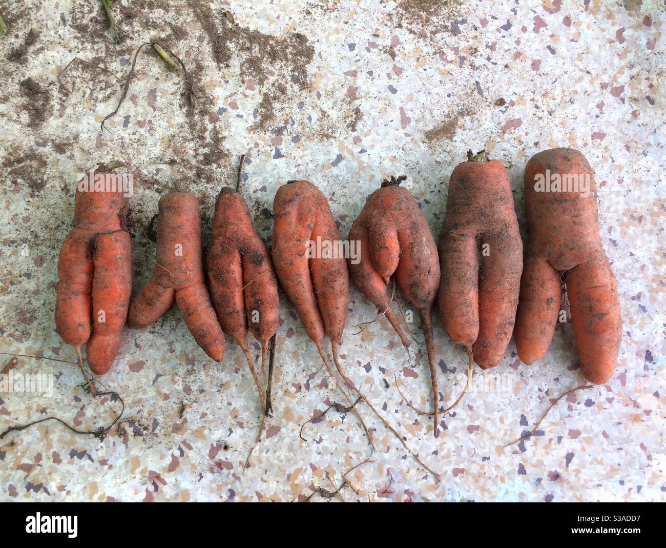 A selection of rude looking carrots Stock Photo