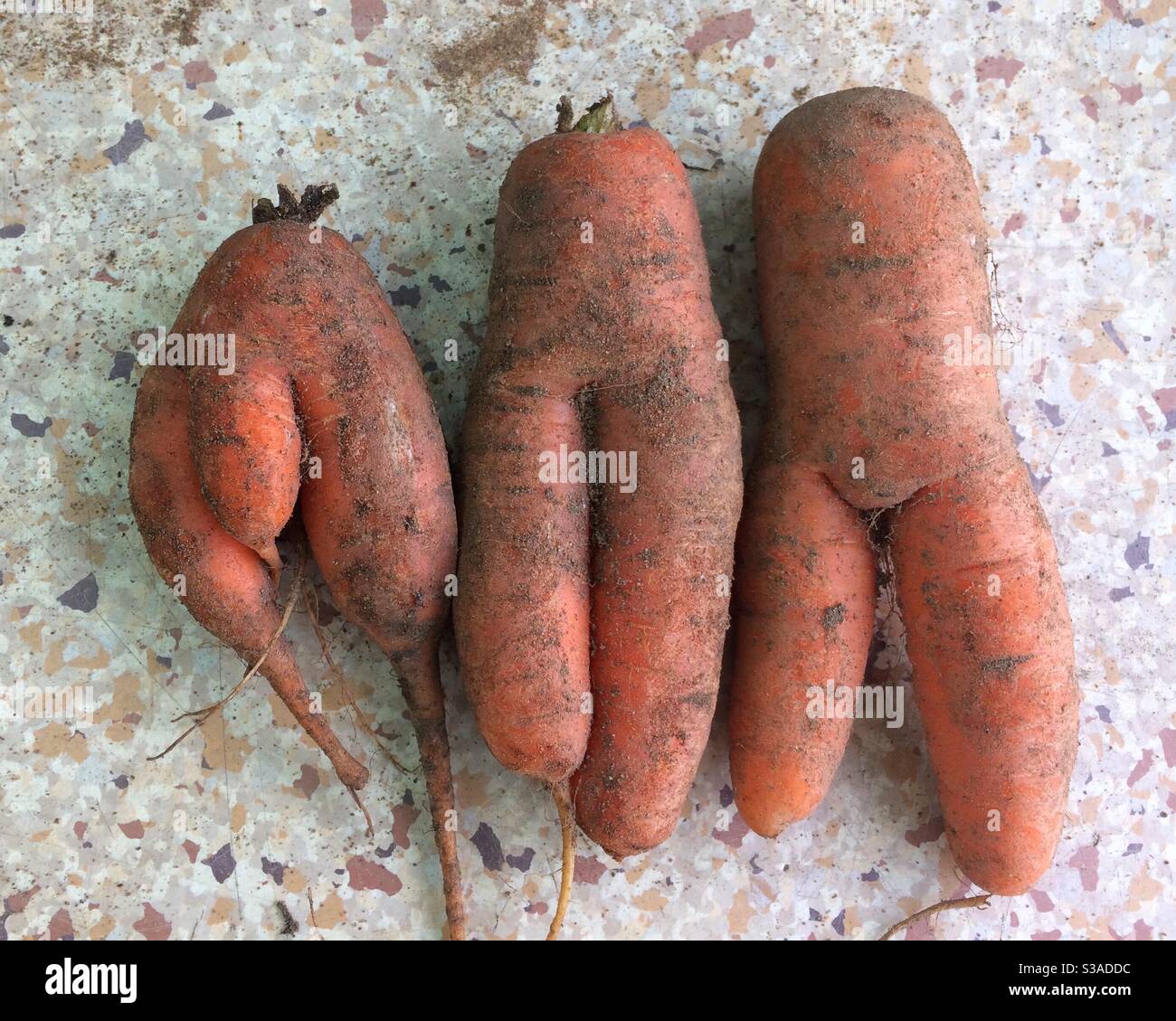Suggestive carrots Stock Photo