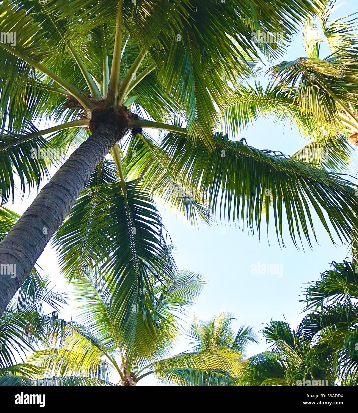 Looking up at a Palm tree with a window to the sky, Key Largo, Florida. - Smartphone Captured Stock Image