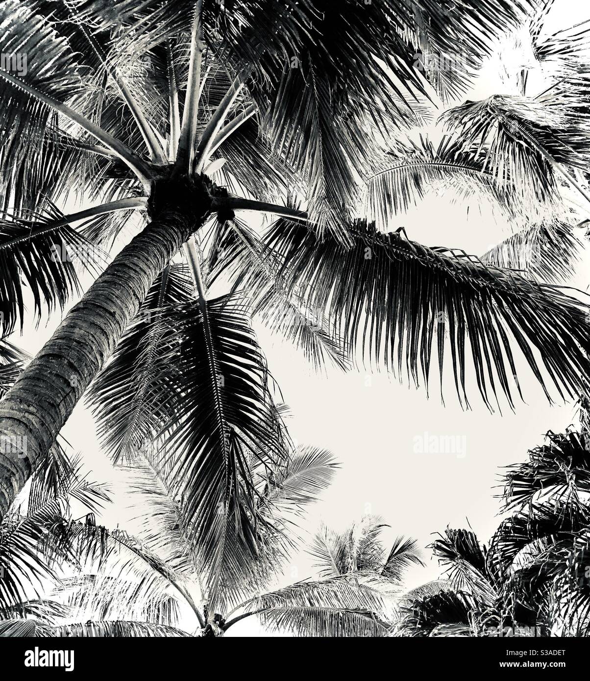 Looking up into a black and white canopy of palm fronds and a window to the sky. - Smartphone Captured Stock Image
