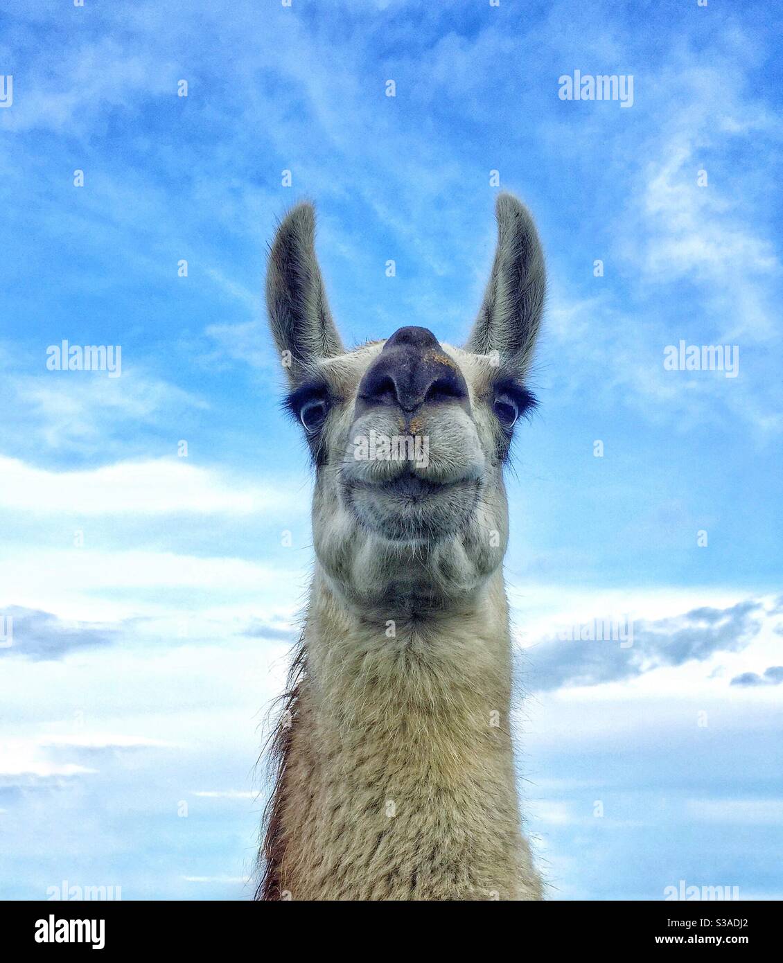 The head of a llama or alpaca looking straight at the camera and isolated from the blue sky background - Smartphone Captured Stock Image