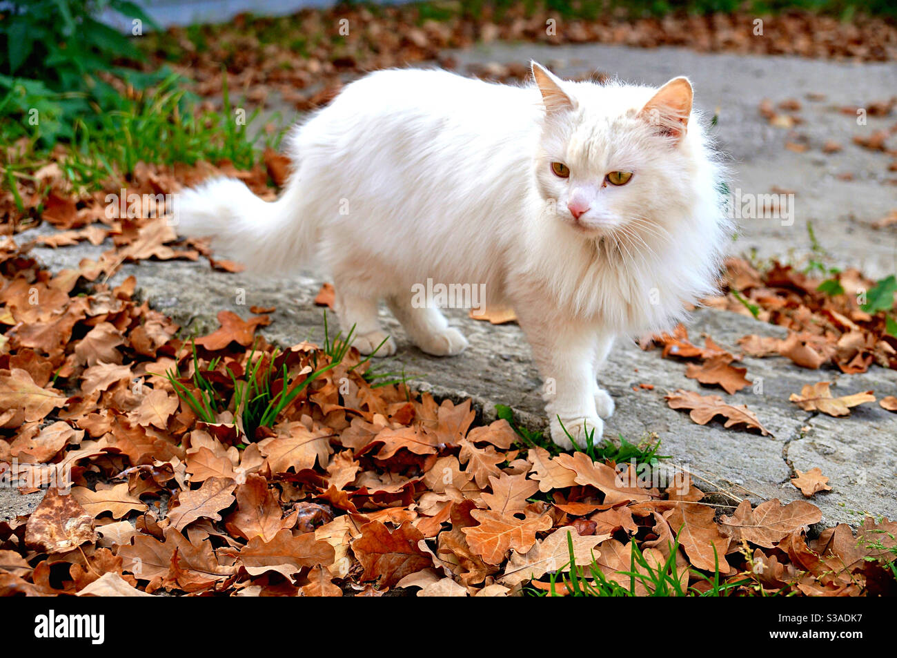 White Fluffy Cat Looks At Fallen Leaves Stock Photo Alamy