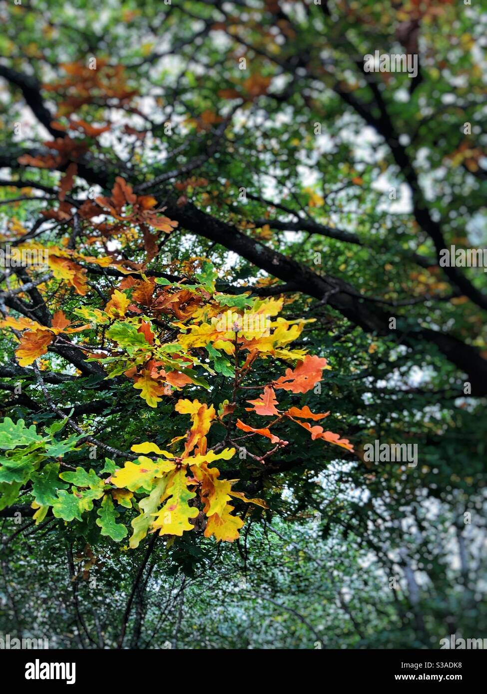 Oak tree with leaves in autumnal colours. Stock Photo
