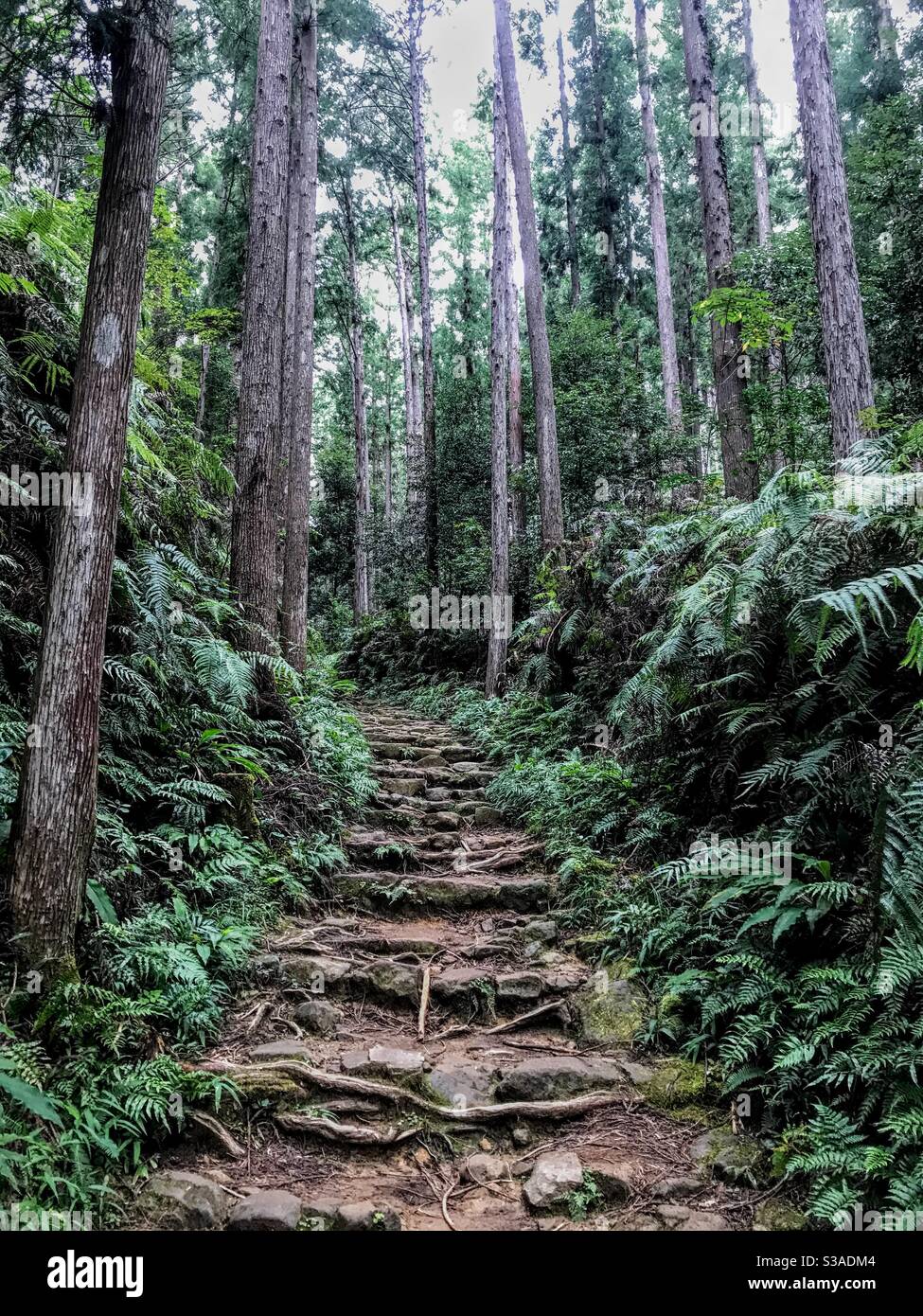 Kumano Kodo Daimon-Zaka path to Nachi Taisha Grand Shrine, Wakayama Prefecture, Japan. - Smartphone Captured Stock Image