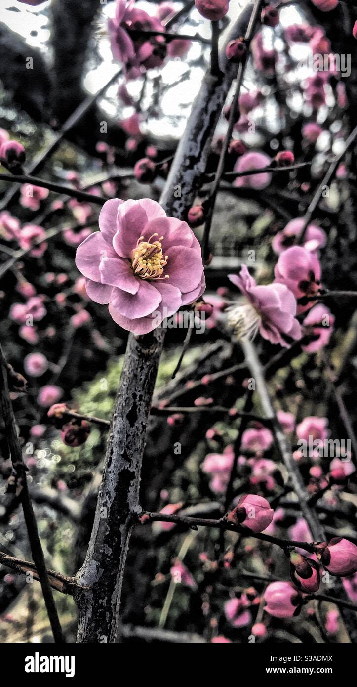 Ume sakura hi-res stock photography and images - Alamy