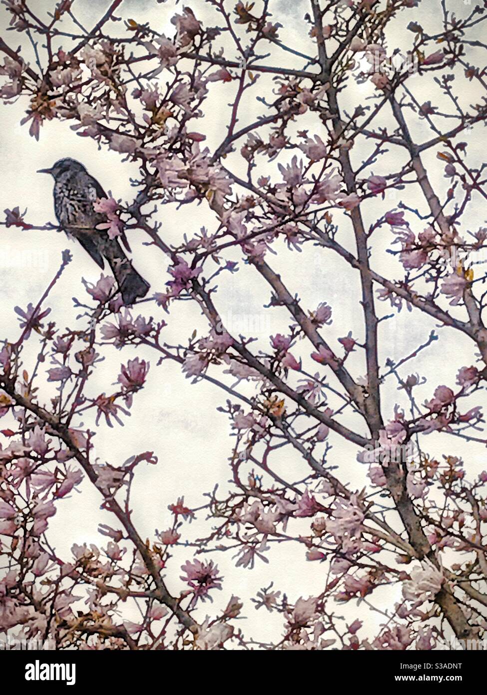 Bird in Japanese magnolia tree, Osaka, Japan. Stock Photo