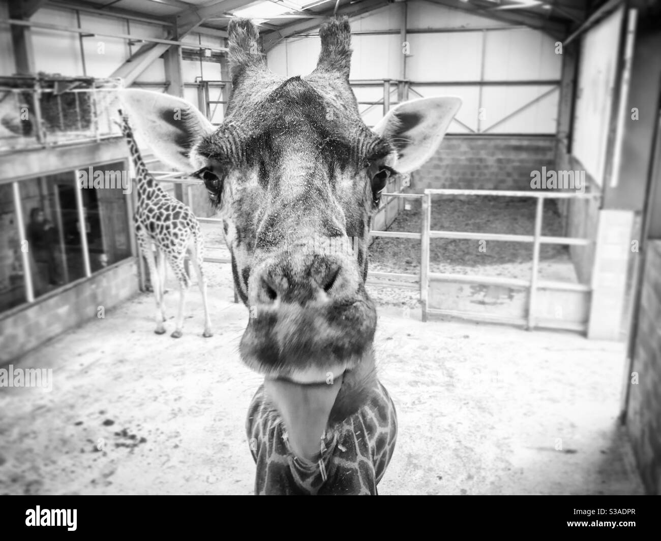 Cheeky giraffe at the zoo Stock Photo