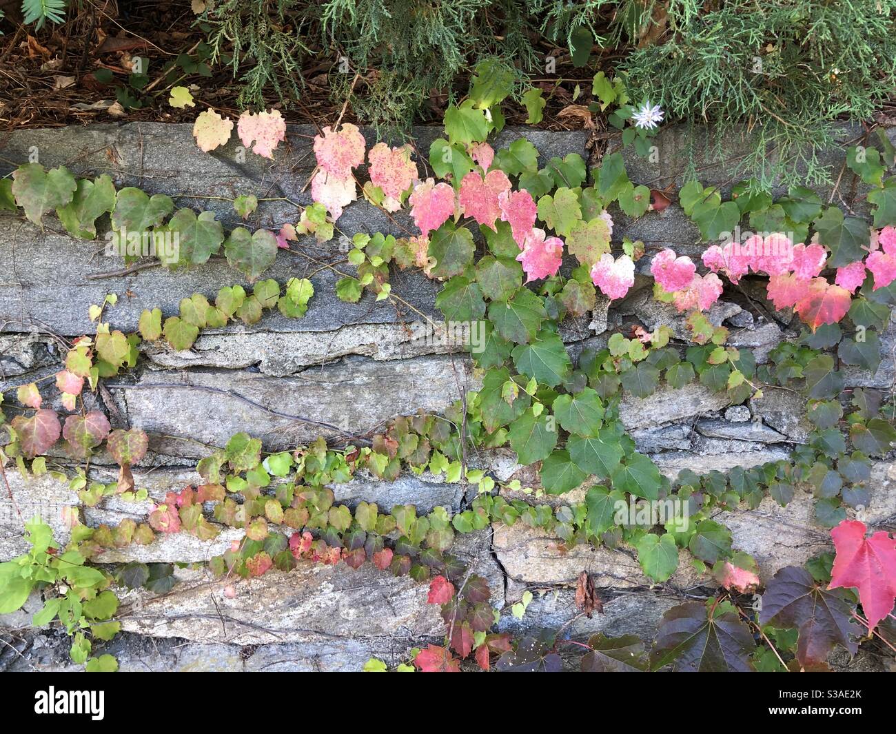 String of Pink Ivy Along Stone Wall Stock Photo - Alamy