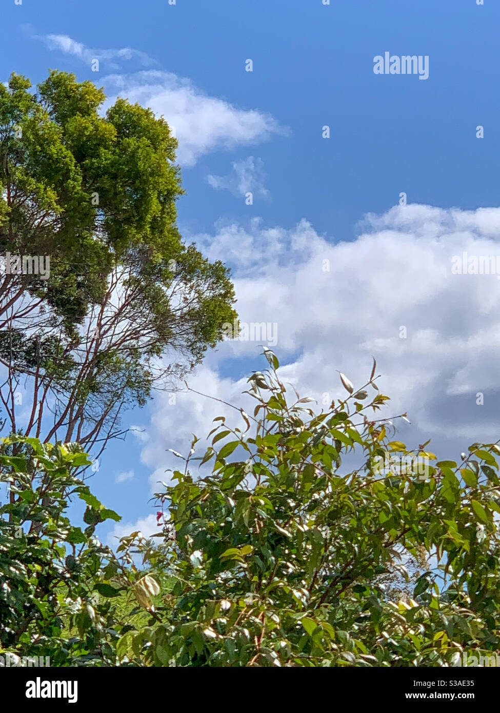 Outside, blue sky, white clouds and trees - Smartphone Captured Stock Image