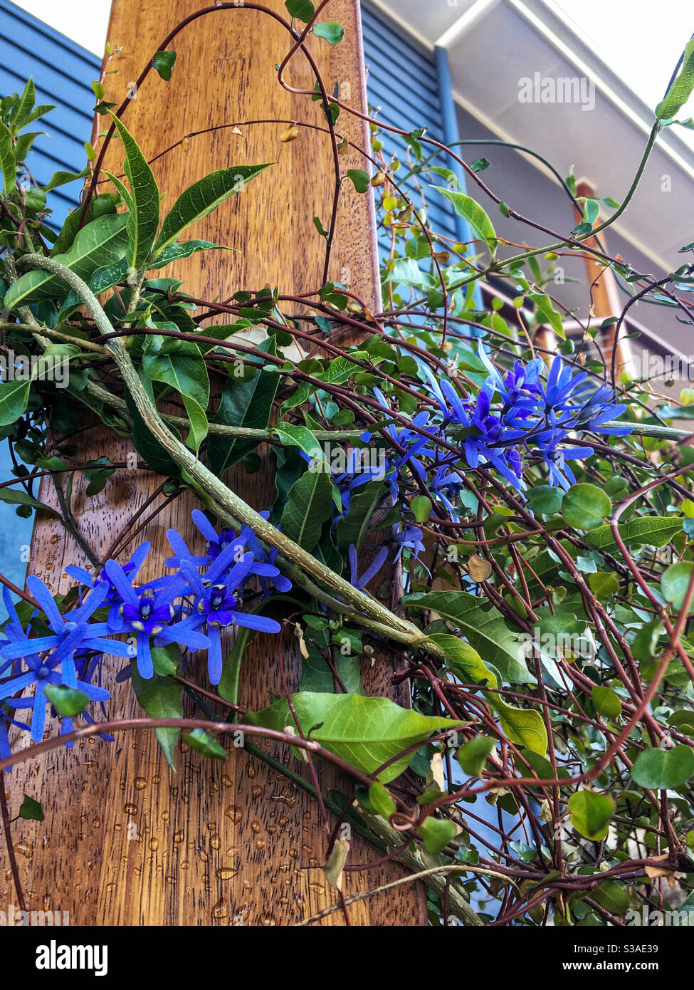 Tangled, purple flowering climbing petrea and maidenhair fern vines wrapped around a wooden pole on the outside of a grey weatherboard house Stock Photo