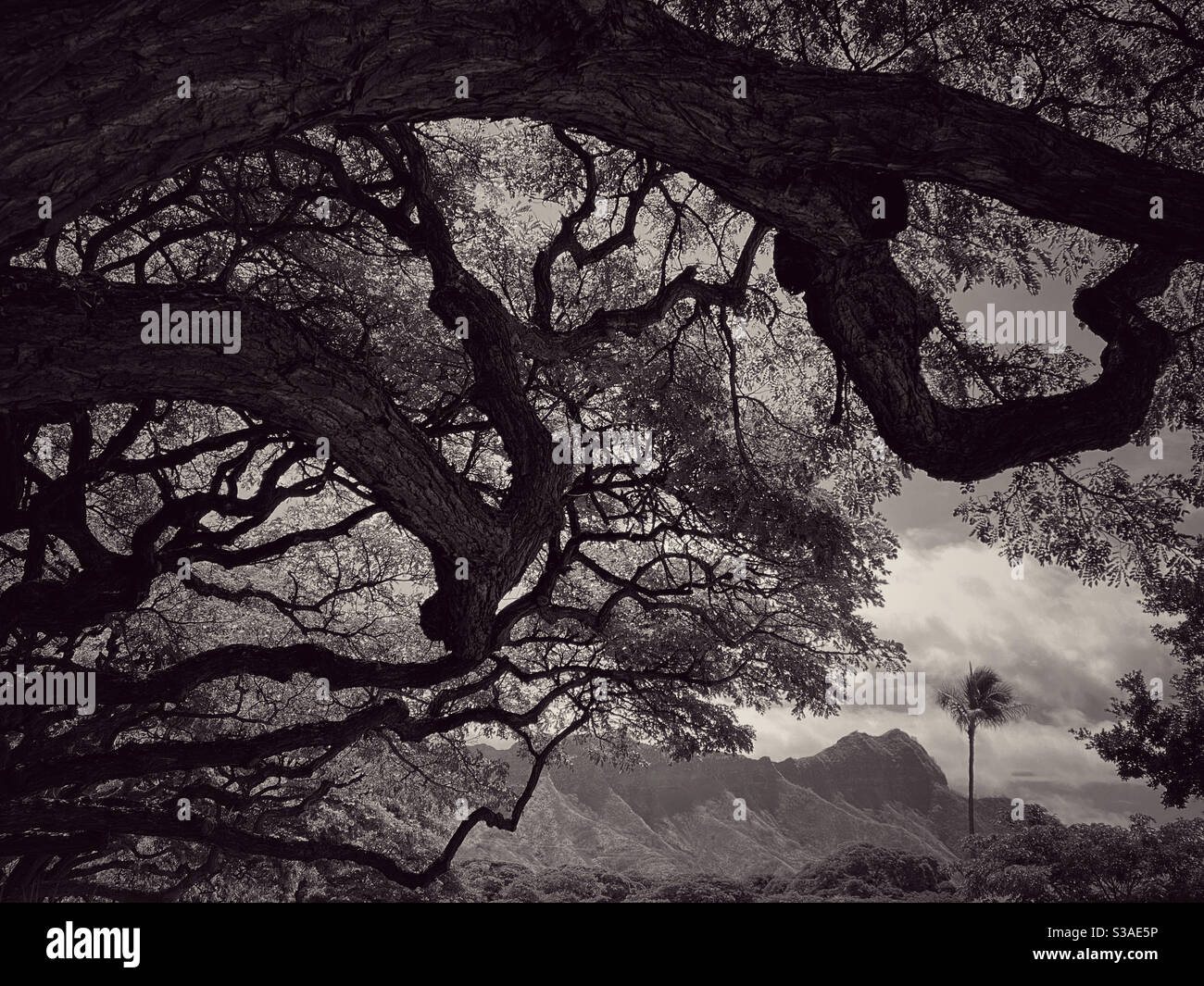 Sepia tinted, monochromatic view of Diamond Head from under the branches of a shade tree - Smartphone Captured Stock Image