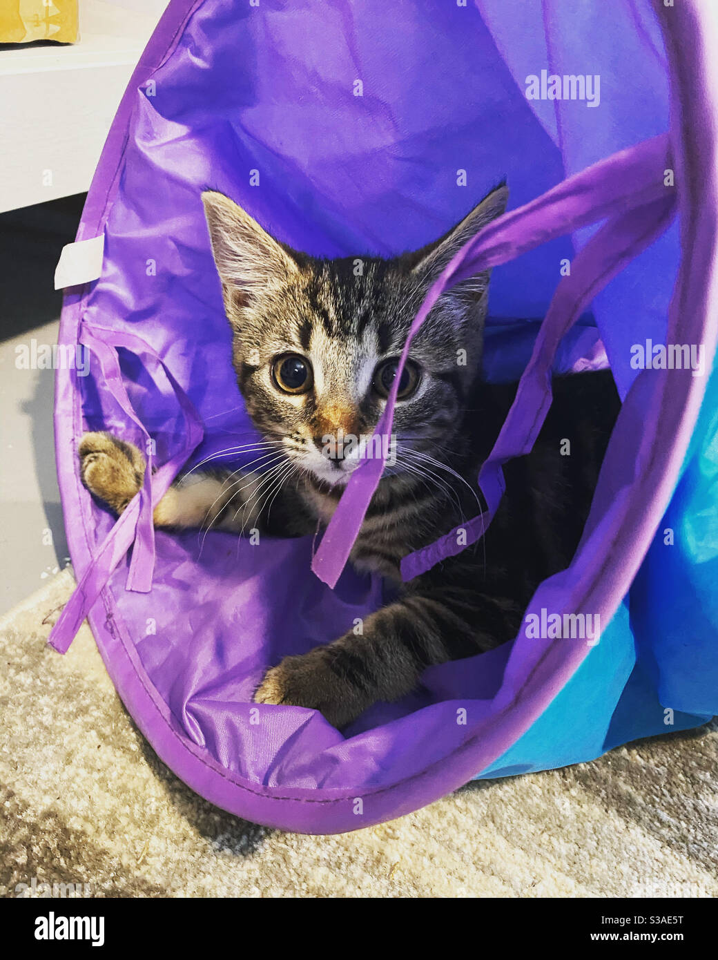 Kitten in a play tunnel Stock Photo