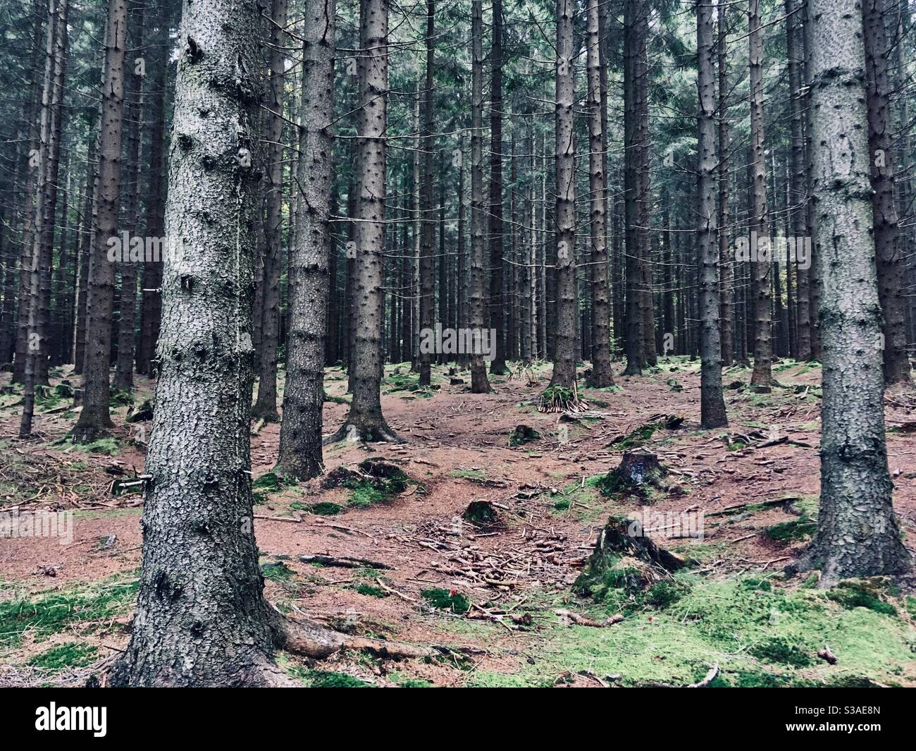 Woods - Smartphone Captured Stock Image